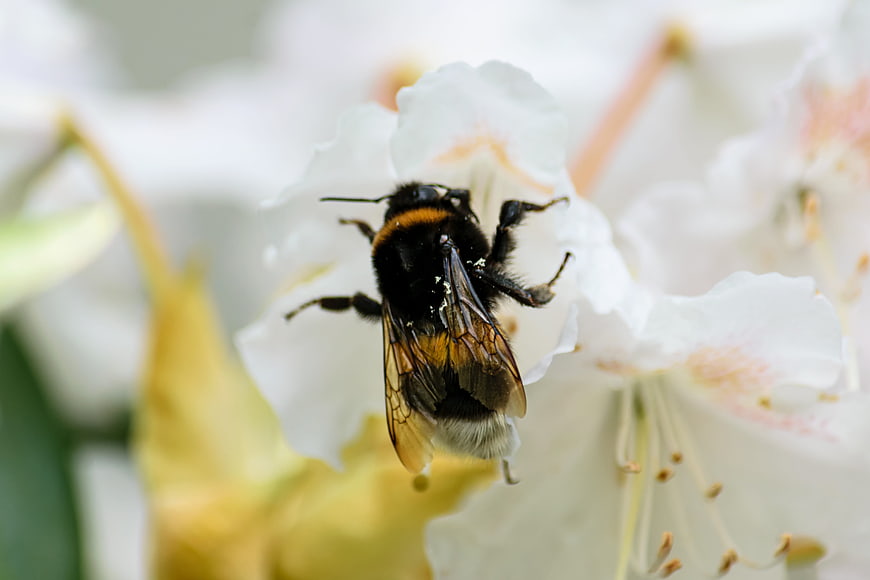 Close-up of a bumblebee on a white rhododendron flower