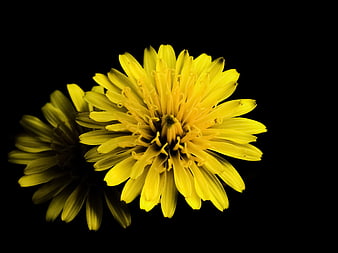 Yellow Dandelion Flower on Black Background