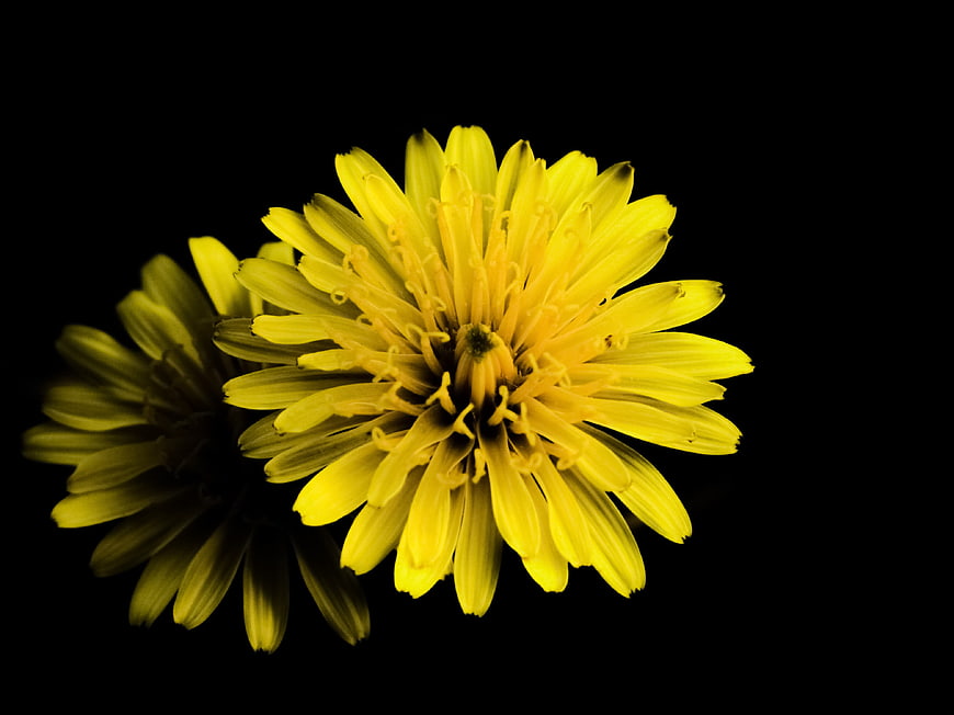 Yellow Dandelion Flower on Black Background