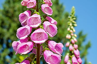 Close-up of pink foxglove flowers against blue sky