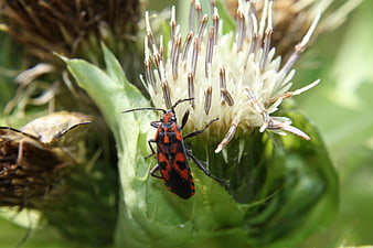 Red and black firebug insect on a white thistle flower