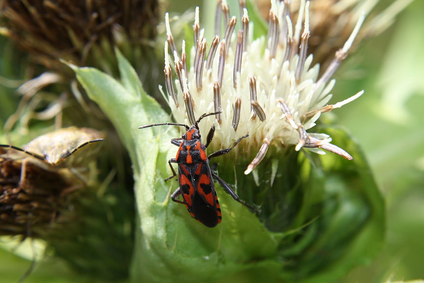 Red and black firebug insect on a white thistle flower