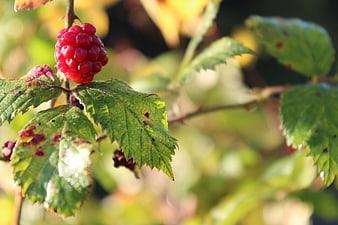 Close-up of a ripe red raspberry on a green leafy branch