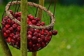 Fresh red cherries in a rustic wire basket hanging on a tree