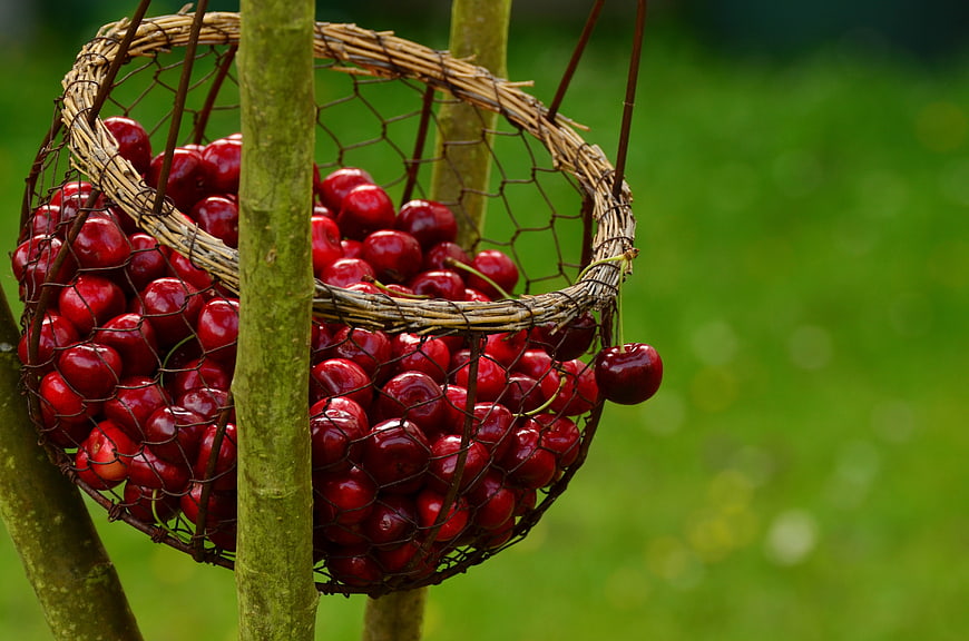 Fresh red cherries in a rustic wire basket hanging on a tree