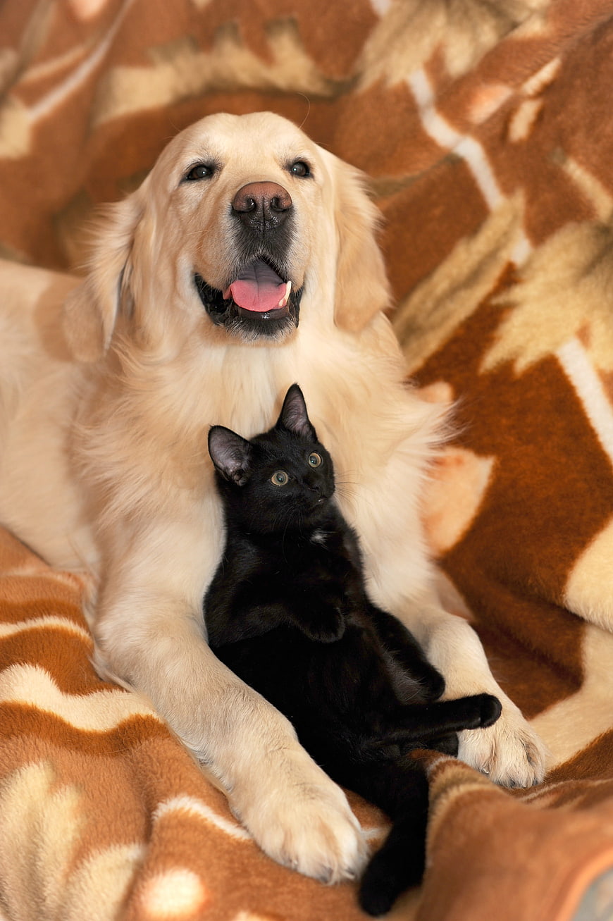 Golden Retriever and Black Kitten Cuddling on Blanket