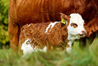 Cute brown and white calf standing in a green pasture
