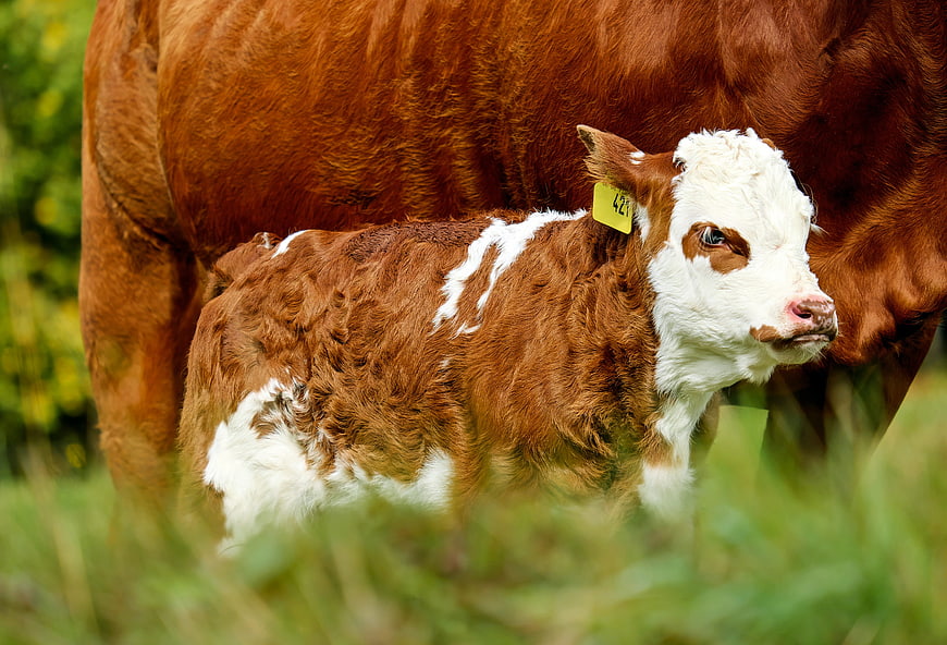 Cute brown and white calf standing in a green pasture