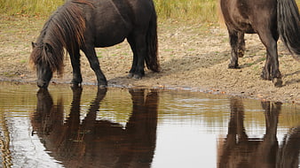 Two dark horses drinking from a pond with reflections
