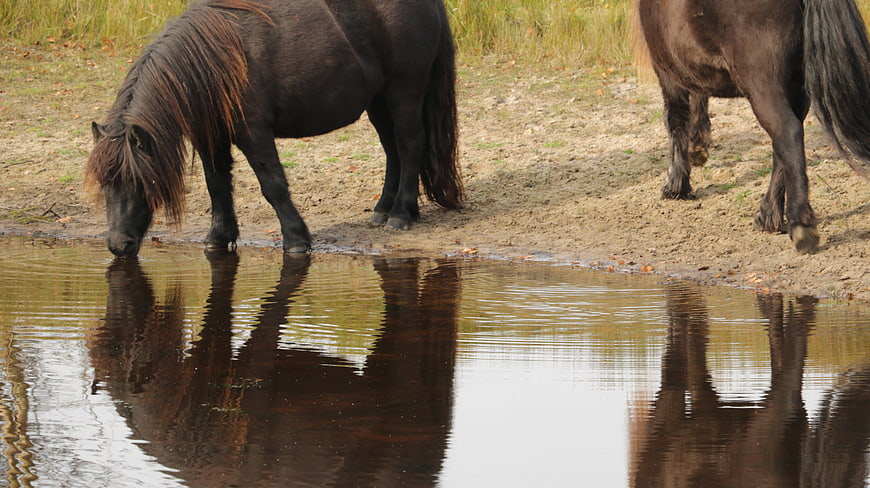Two dark horses drinking from a pond with reflections