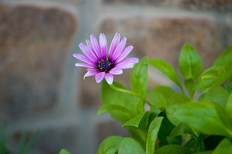 Close-up of a purple African daisy flower with green leaves
