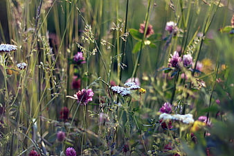 Wildflowers in a meadow with shallow depth of field