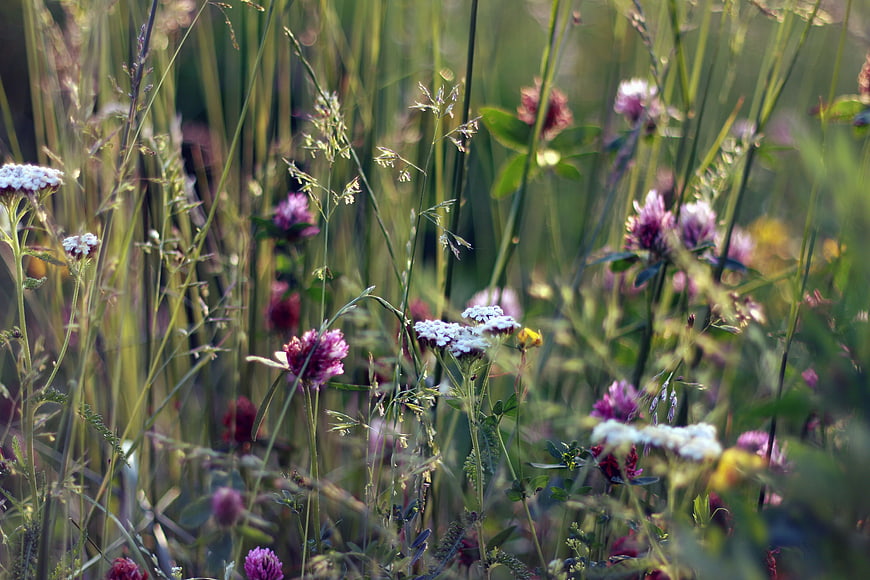 Wildflowers in a meadow with shallow depth of field