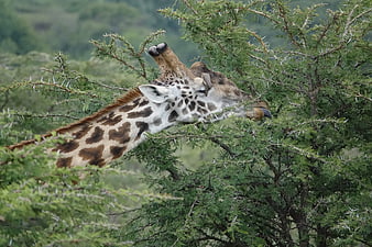 Giraffe Eating Leaves from Thorny Acacia Tree in Wild
