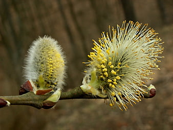 Close-up of blooming pussy willow catkins on a branch