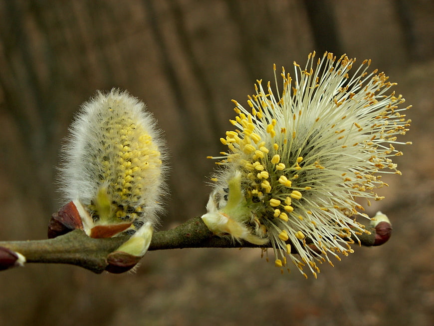 Close-up of blooming pussy willow catkins on a branch