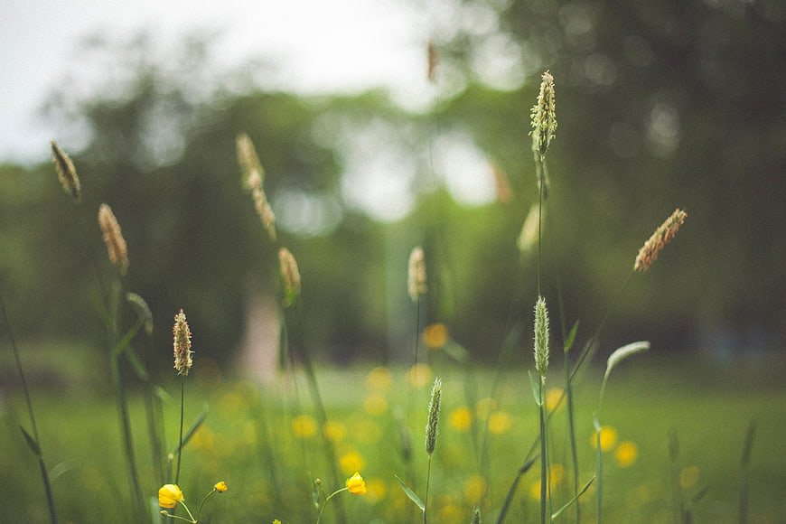 Blurred green grass and yellow buttercups in a meadow