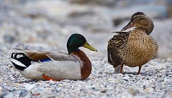Male and Female Mallard Ducks on Gravel Shore