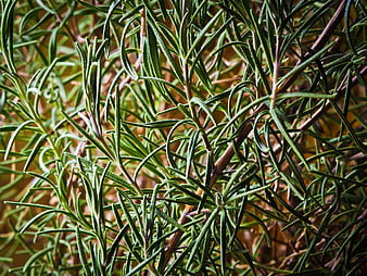 Close-up of fresh rosemary herb leaves and stems