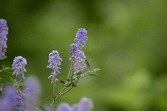 Close-up of purple cistane flowers with green blurred background