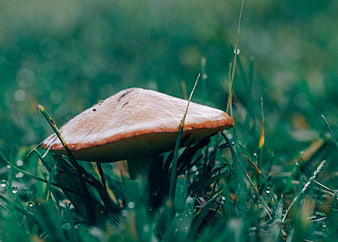 Close-up of a brown mushroom in wet green grass