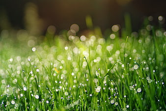 Macro Grass Blades With Dew Drops And Bokeh Light