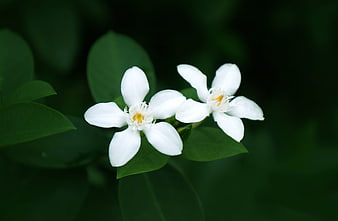 Two white star jasmine flowers blooming on green leaves
