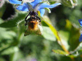 Bumblebee Pollinating Blue Borage Flower in Sunlight