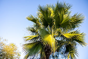 Low angle view of vibrant palm tree fronds against blue sky