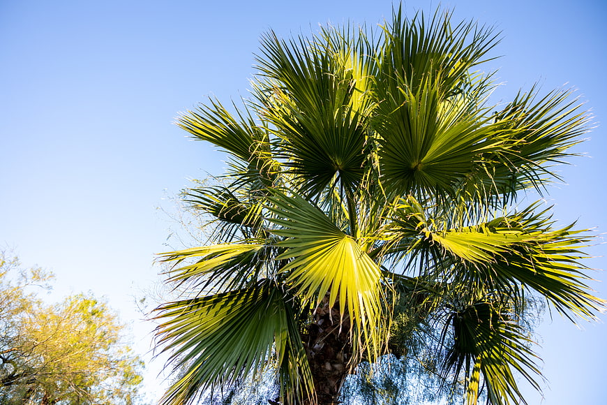 Low angle view of vibrant palm tree fronds against blue sky