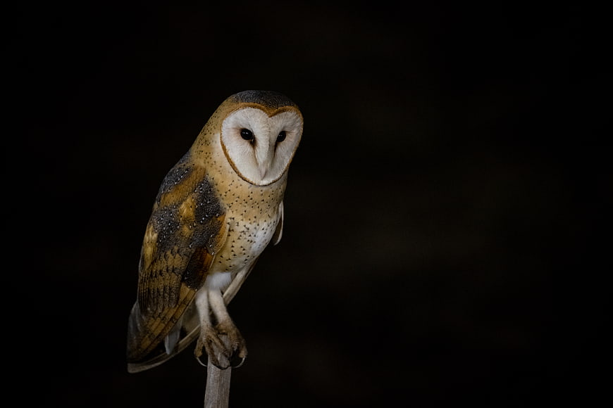 Barn Owl Portrait on Perch with Dark Background
