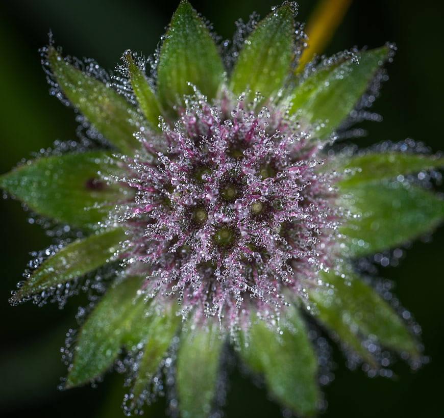 Macro close-up of a flower bud covered in morning dew drops