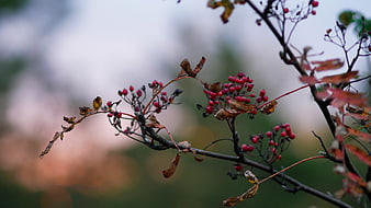 Close-up of autumn rowan berries on a branch with blurred background