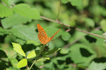 Orange Fritillary Butterfly on Green Leaf in Nature