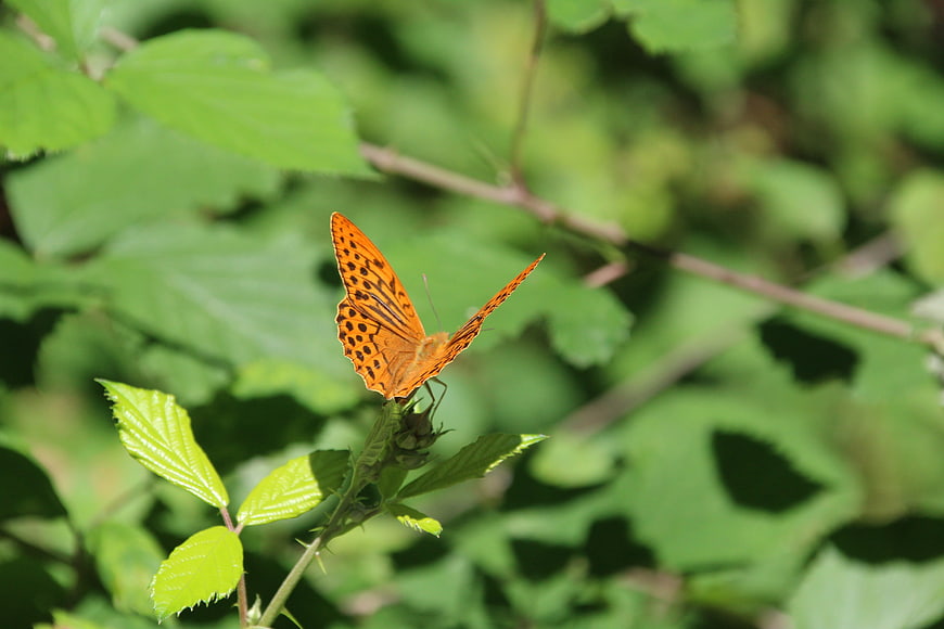 Orange Fritillary Butterfly on Green Leaf in Nature
