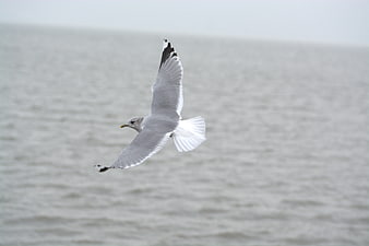 Seagull Flying Over Gray Ocean Water