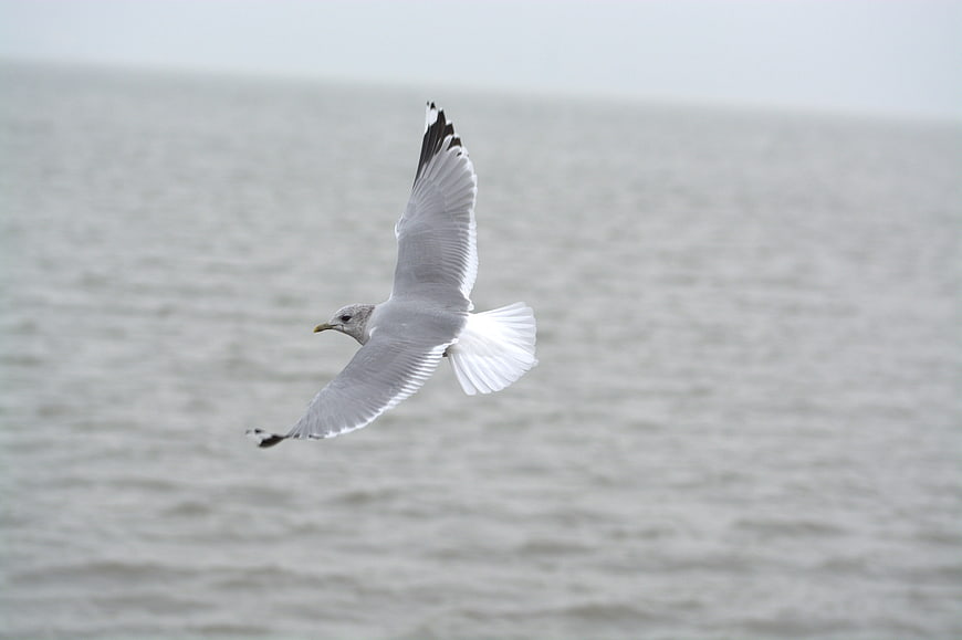 Seagull Flying Over Gray Ocean Water