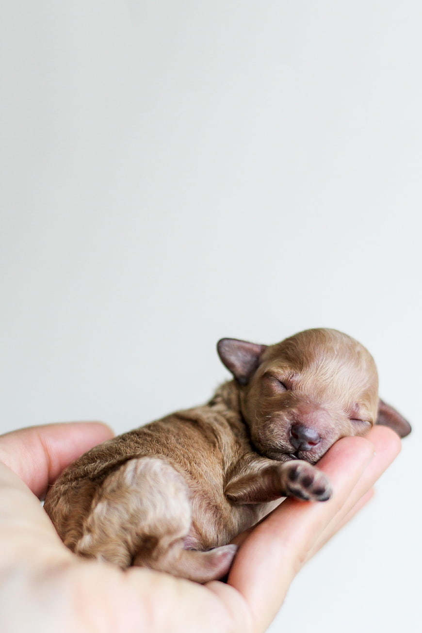 Sleeping newborn puppy held gently in human hand