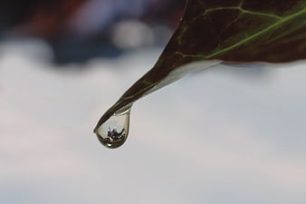 Macro shot of water droplet hanging from ivy leaf tip