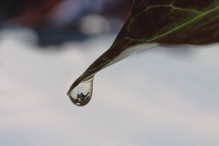 Macro shot of water droplet hanging from ivy leaf tip