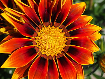 Vibrant Red and Yellow Gazania Flower Close-Up