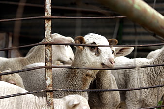 Curious lamb looking through rusty metal fence bars