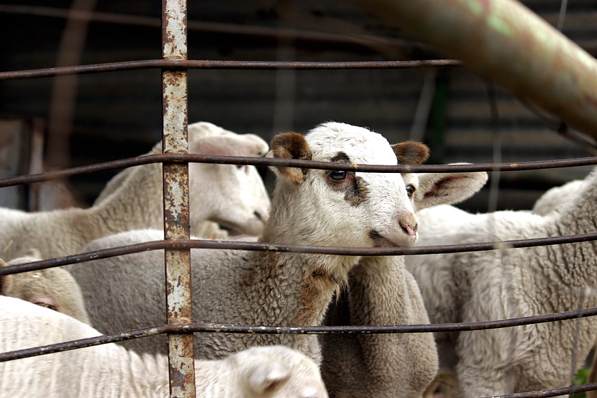 Curious lamb looking through rusty metal fence bars