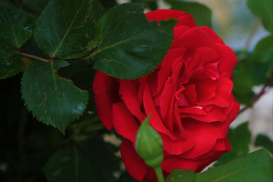 Vibrant Red Rose Close-Up with Green Leaves