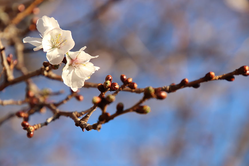 White Cherry Blossoms on Branch Against Blue Sky