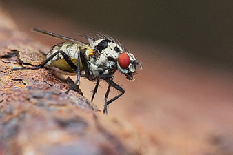 Macro Photography of a Fly on Bark
