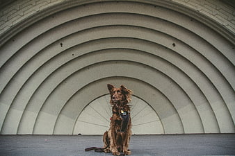 Brown dog sitting in modern concrete tunnel architecture