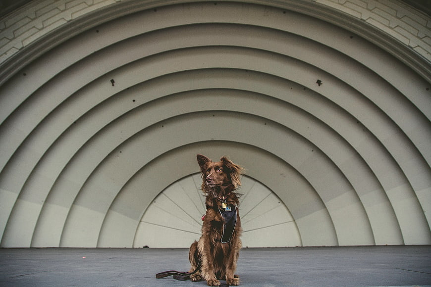 Brown dog sitting in modern concrete tunnel architecture