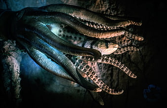 Dramatic Octopus Tentacles in Dark Underwater Cave