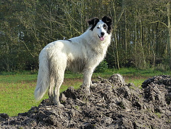 Stately Black and White Dog Standing on Mound
